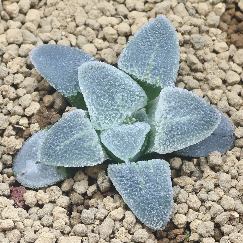 稀有磨面品种冰钻一物一拍多肉植物叶片颗粒多肉植物