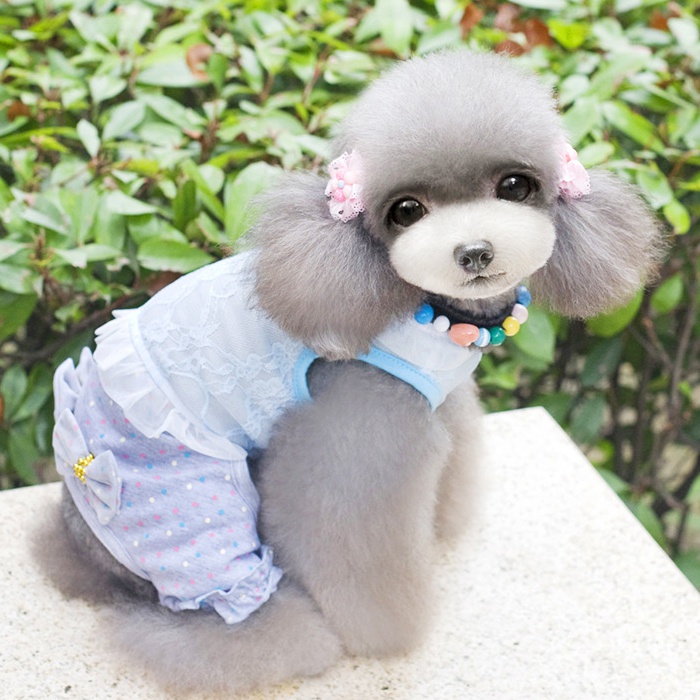 小型宠物狗品种大全_小型宠物鱼品种大全_小型宠物蜥蜴品种