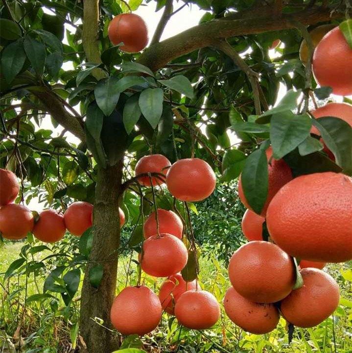 树苗嫁接柚子南非红肉西柚盆栽地栽红心蜜柚果树