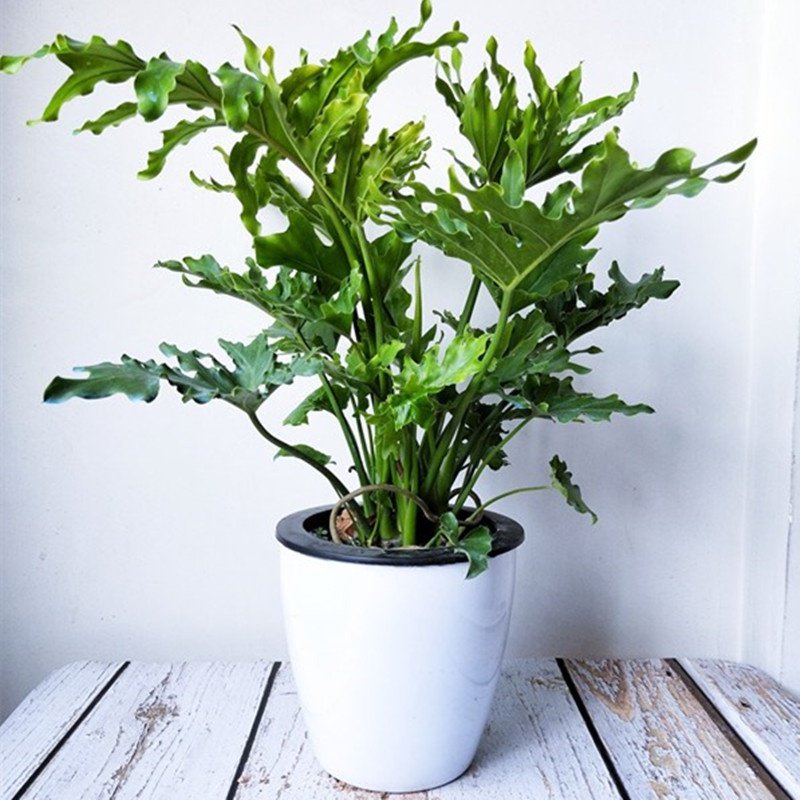 小天使叶植物净化盆栽绿植植物仙羽室内观培土春羽绿植