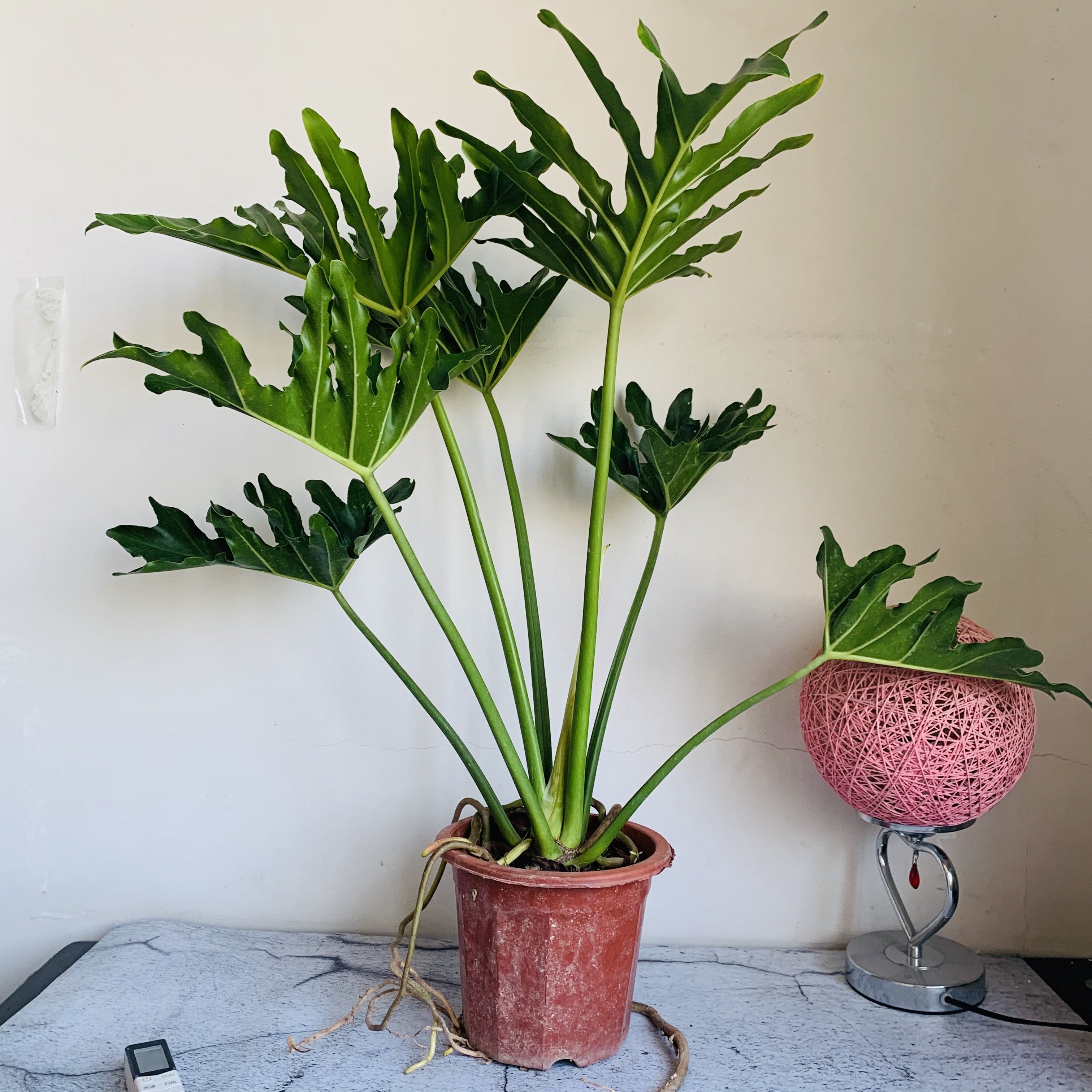 小天使叶植物净化盆栽绿植植物仙羽室内观培土春羽绿植