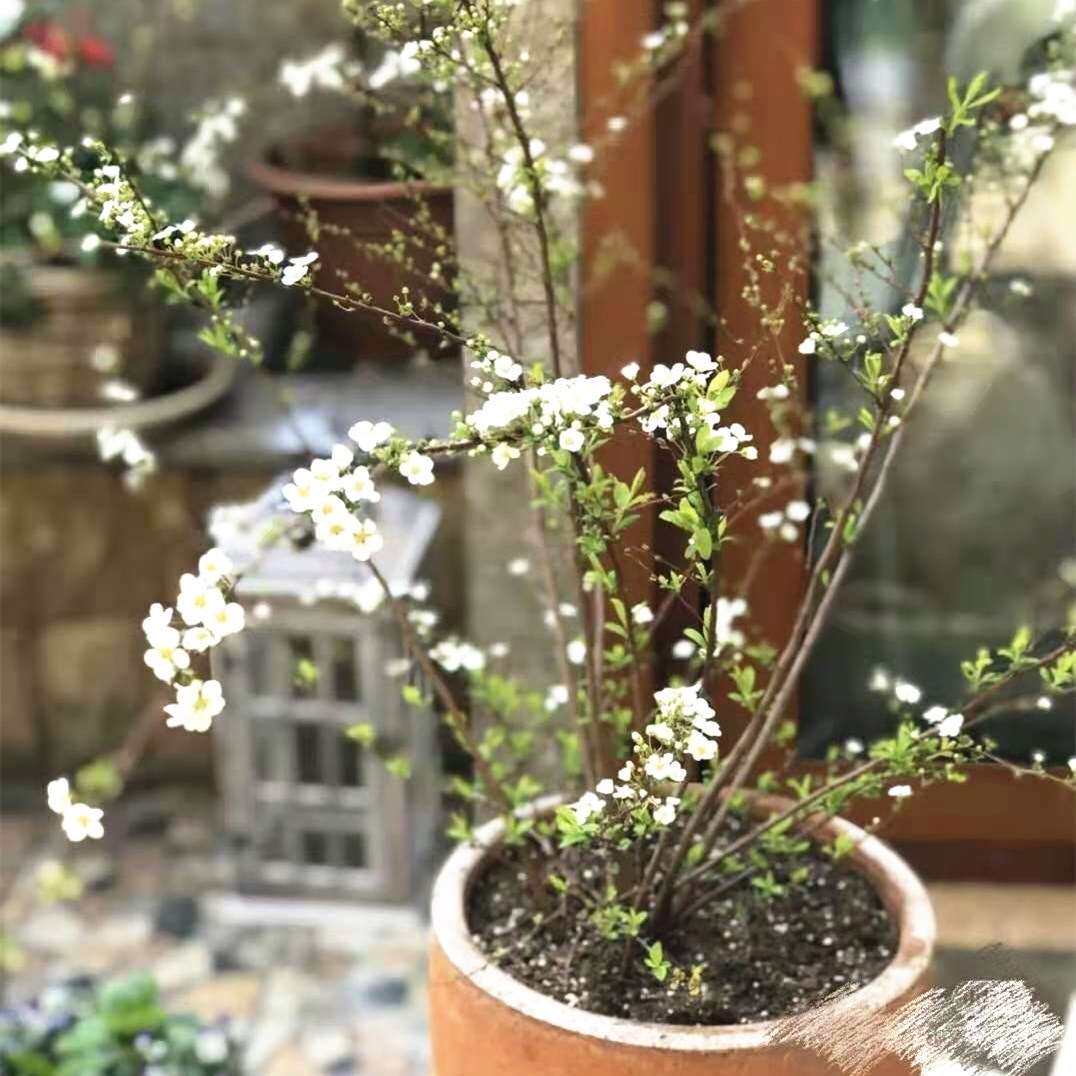 树苗雪柳盆栽绿植花苞雪花大苗珍珠梅绣线菊时令草本花卉