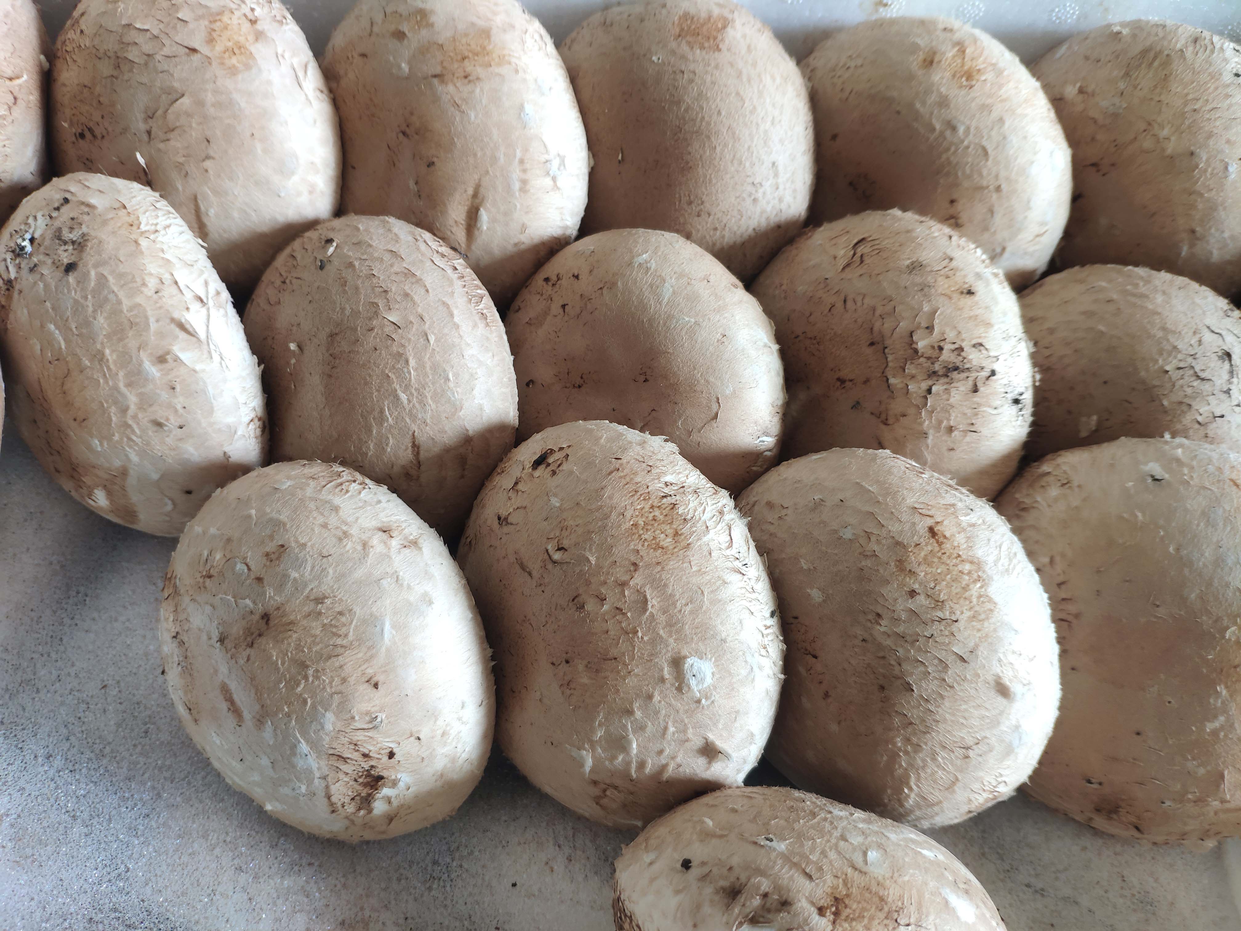 新鲜1斤褐菇牛排珍宝波多黎各啡菇香啡菇大其它