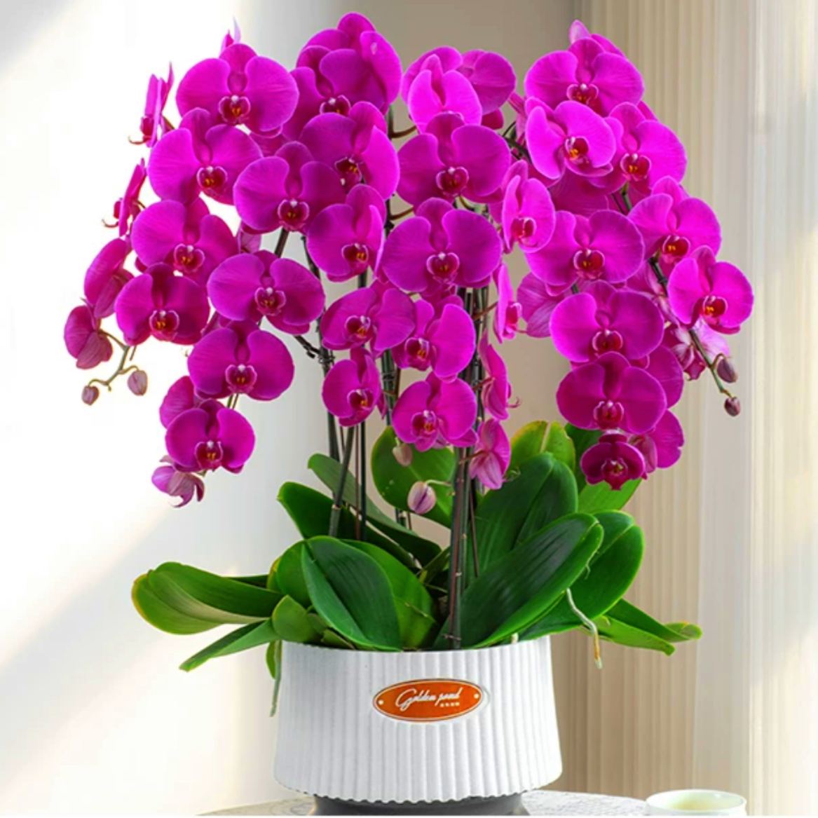 蝴蝶兰盆栽花卉植物四季好养