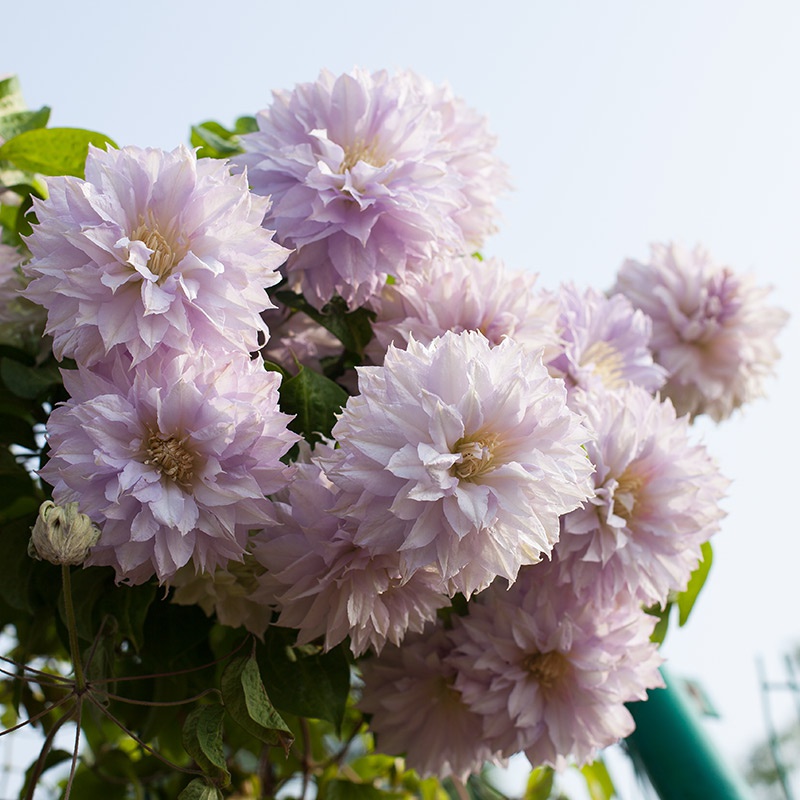 耐热沃金美女铁线莲阳台盆栽庭院花园攀爬爬藤宿根