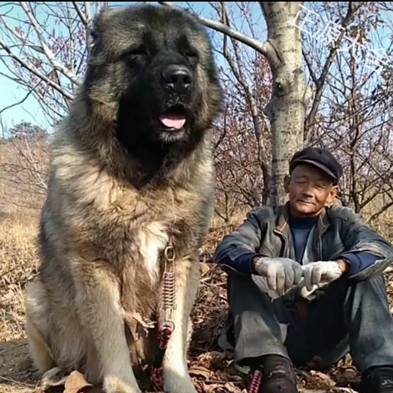 高加索幼犬纯种熊版牧羊犬大型护卫超大高加索犬巨型俄罗斯幼h崽