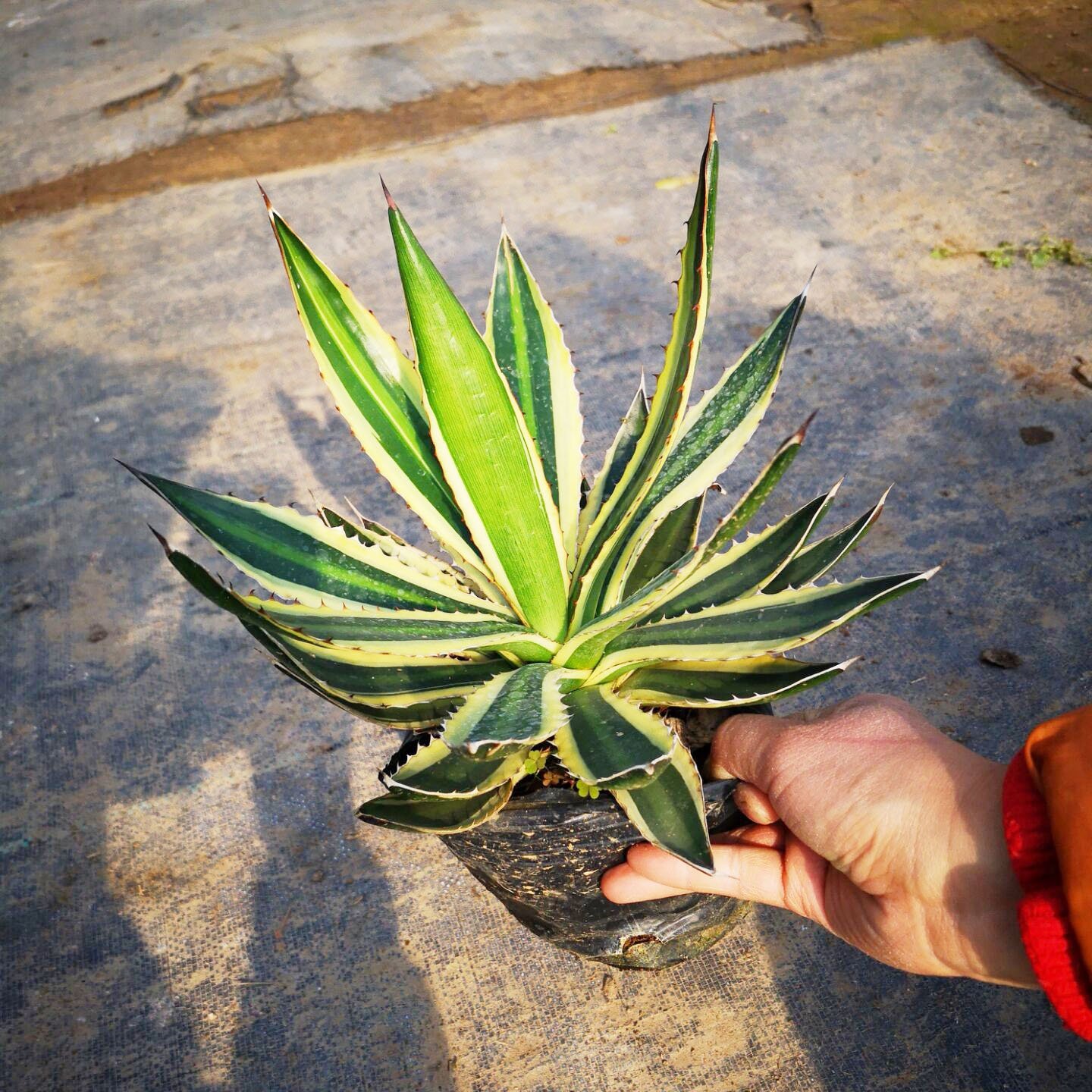 特价庭院绿化阳台盆栽防辐射多肉植物龙舌五色多肉植物