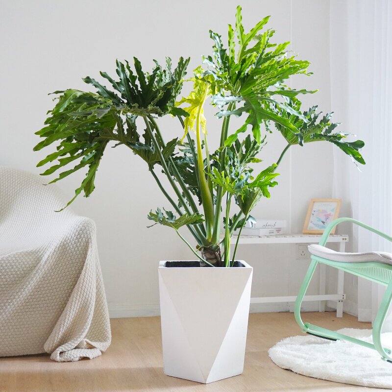 大型龙鳞春羽老桩盆栽北欧室内公室客厅甲醛大型绿植