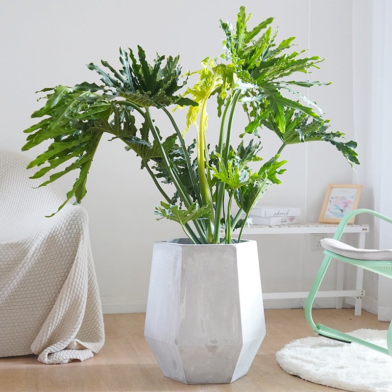 大型龙鳞春羽老桩盆栽北欧室内公室客厅甲醛大型绿植
