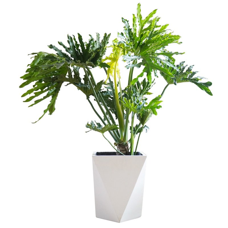 大型龙鳞春羽老桩盆栽北欧室内公室客厅甲醛大型绿植