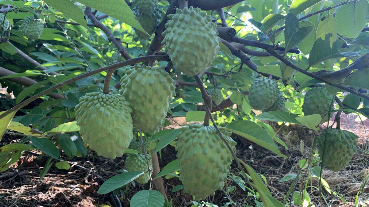 释迦果珍海南空运包邮28斤牛奶荔枝佛头番荔枝