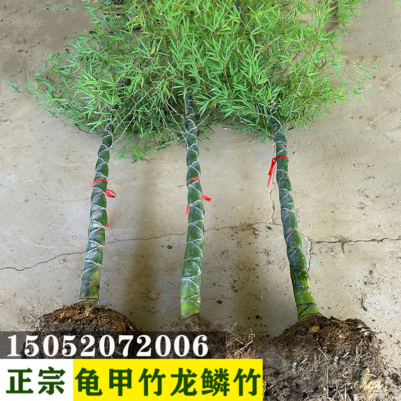 四季常青名贵龙鳞龟甲人面竹庭庭院别墅造景绿植