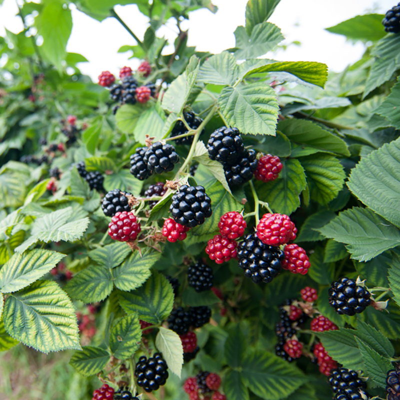 海蒂花园黑莓树莓果树浆果耐寒灌木好养庭院果树
