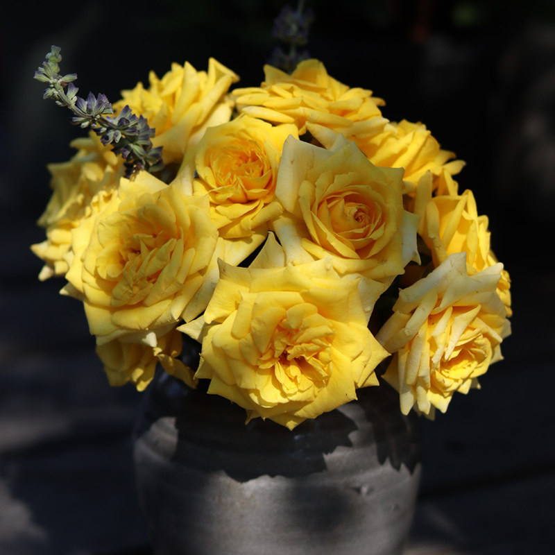 海蒂花园卡特道尔灌木月季四季开花好养庭院月季