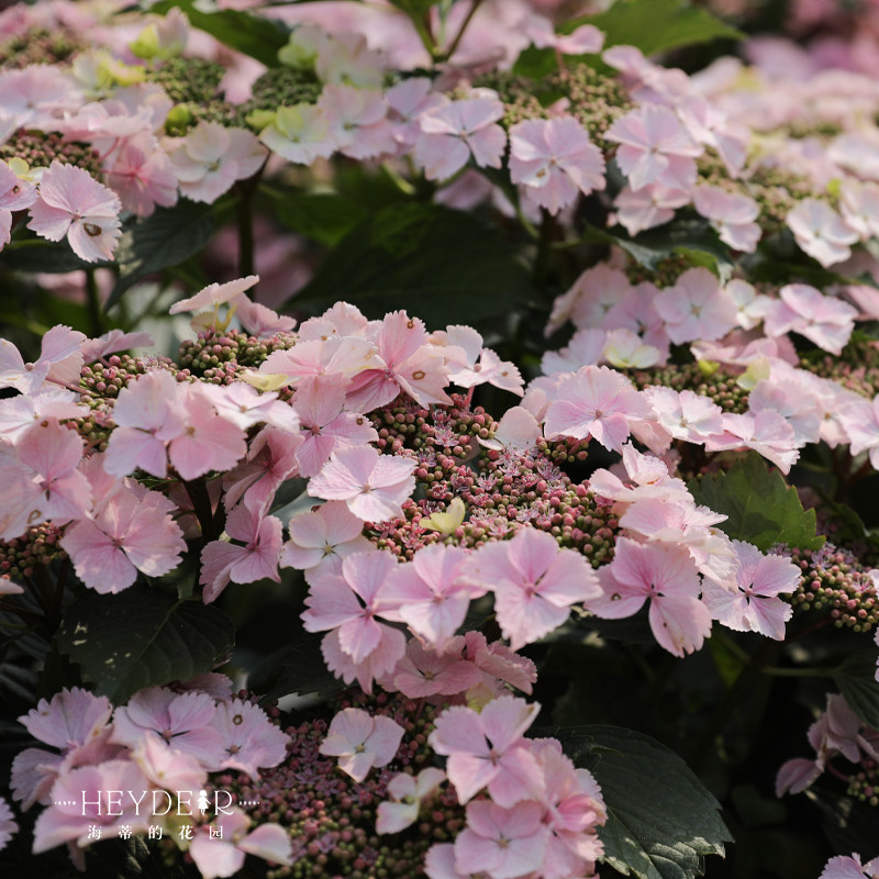 海蒂花园姬小町大绣球丰花易爆阳台庭院栽种绣球