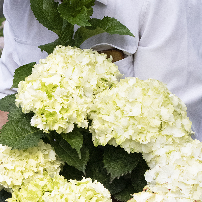 花园海蒂绣球花苗魔幻翡翠大花阳台庭院海花卉绣球