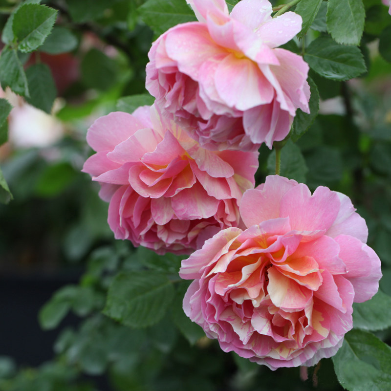 海蒂花园彩蝶爬藤月季条纹花瓣阳台庭院藤本花卉