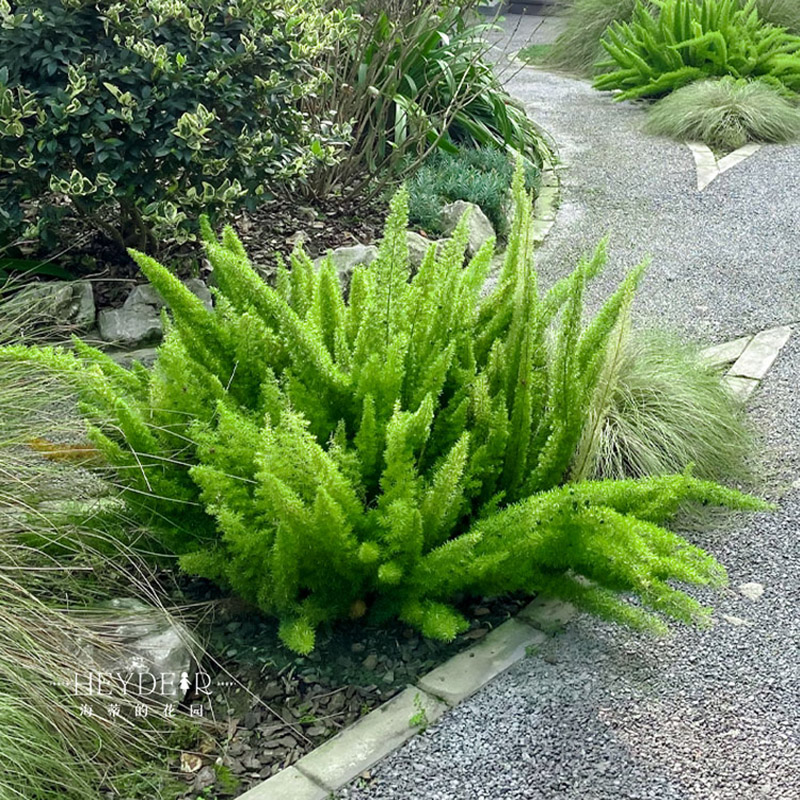 海蒂的花园狐尾天门冬盆栽多年生常绿植物庭院花境观叶植物