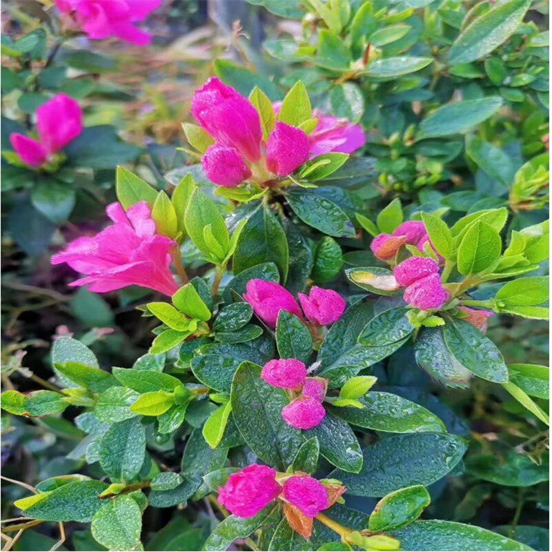 四季开花夏鹃苗木庭院常青绿化花卉植物花坛宿根