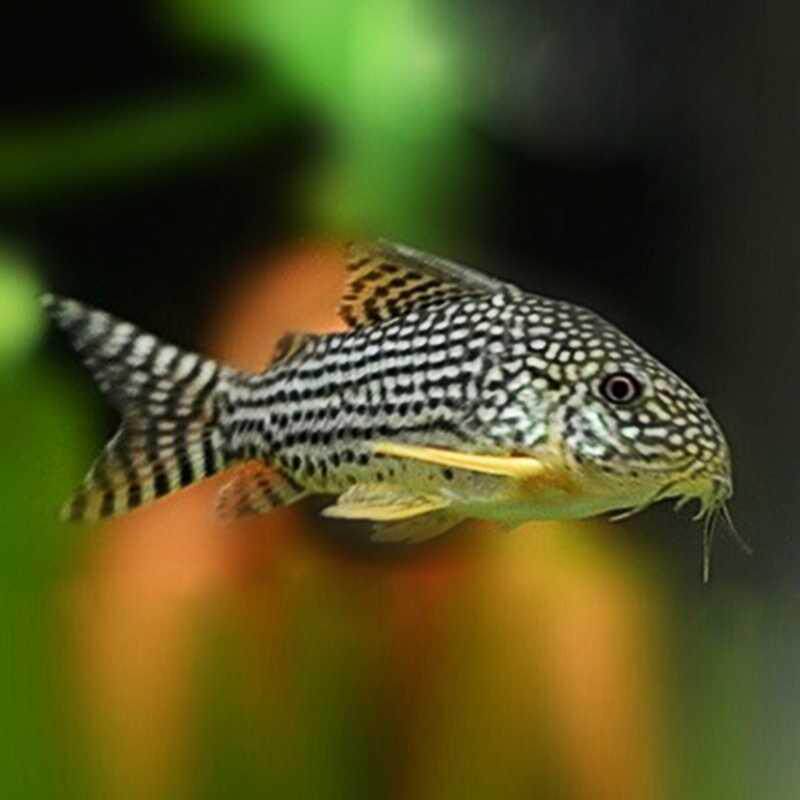 琵琶清洁观赏鱼热带活体清道观赏垃圾工具鱼