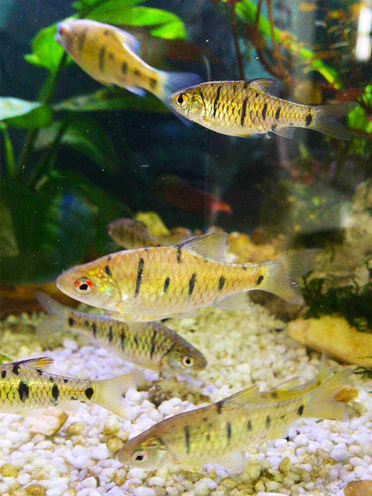 溪流鲃耐活体条纹斗鱼鱼耐冷水淡水观赏鱼原生鱼
