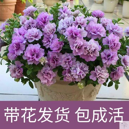 超级矮牵牛冰淡紫矮牵牛阳台庭院花卉盆栽垂钓重瓣植物小苗花苗