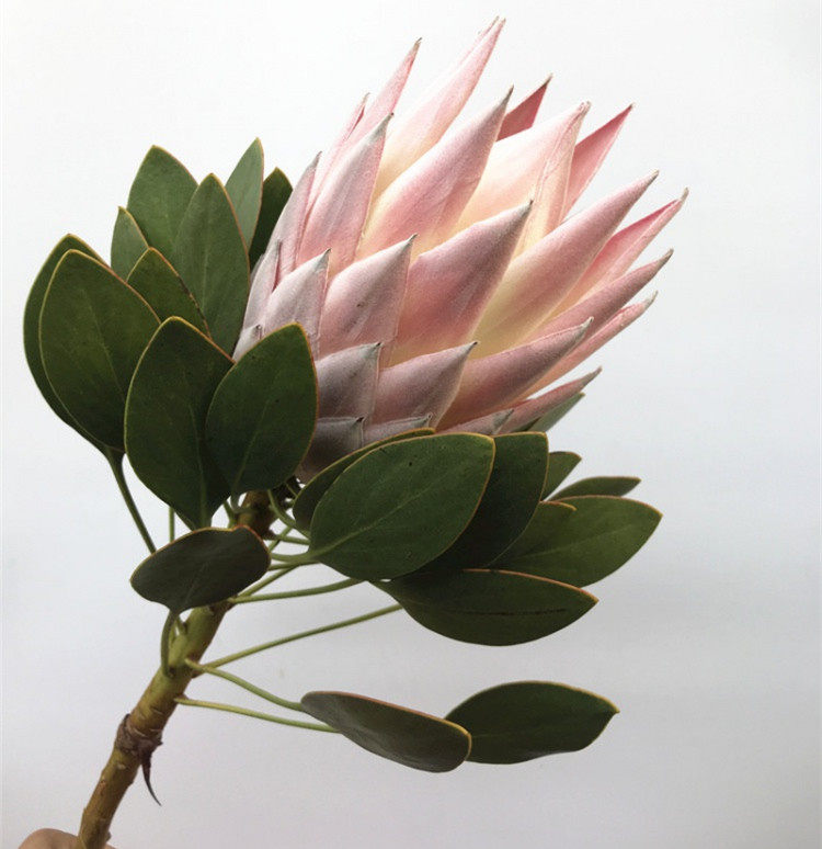 进口南非公主公主花花束帝王水培珊瑚果可干花鲜花速递同城