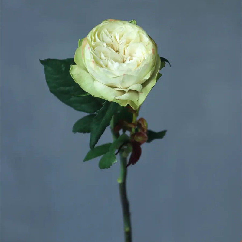 绿玫瑰夏雨荷鲜花高端花艺家居插花生日爱情鲜花速递同城