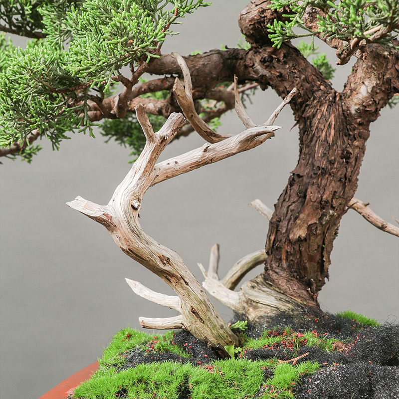 盆景一物一拍st0255进口日本本系鱼川真柏济州绿植