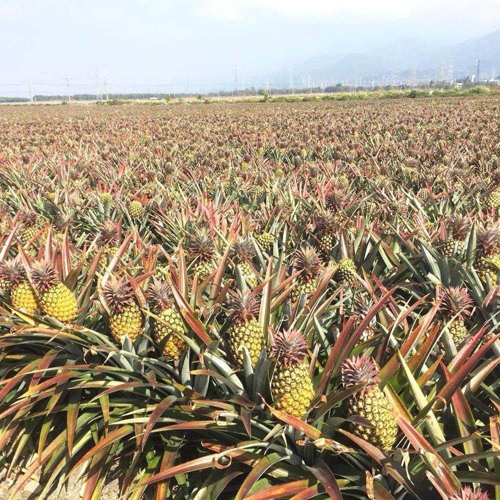 台湾金钻凤梨17号徐闻产地地直9斤中果爆甜手机保护套