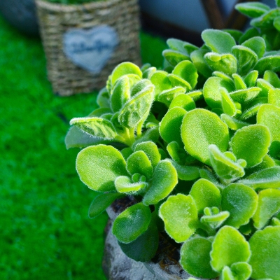 一抹抹香小盆盆栽驱蚊含羞草迷迭香碰碰室内香草花卉