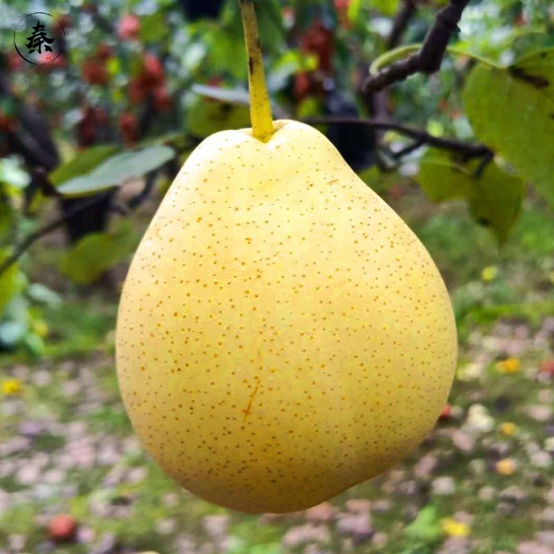 广梨河北鸭广梨面梨奶香脆秋水秋叶当季水果手机保护套