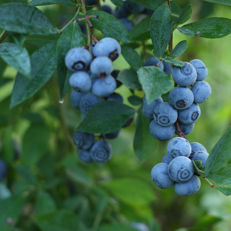 蓝莓奥尼尔灿烂薄雾绿宝石庭院小灌木阳台盆栽果树果树