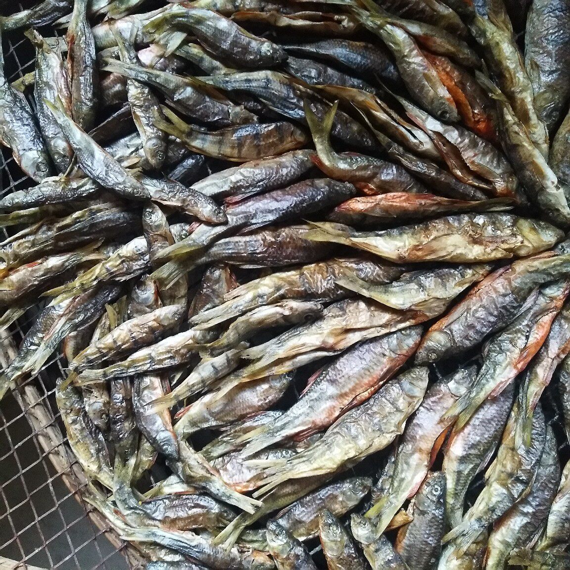 石斑鱼江西小河河鱼特产农产品淡水溪水小鱼溪流鱼干