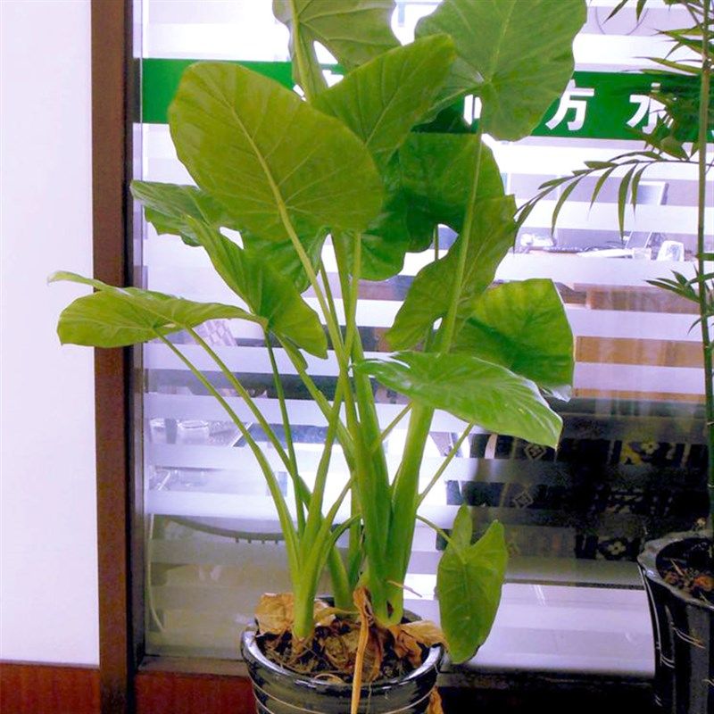 滴水观音盆栽绿植易室大型鲜物土水花卉办公室绿植