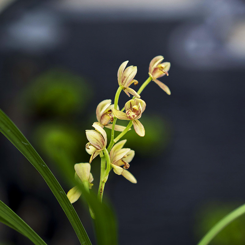 泽雨天下翁源兰花花苗建兰荷瓣型高端四季汇翠时令草本花卉