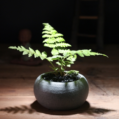 忆仟堂文竹菖蒲盆栽苔藓景观diy石头花盆日式花盆