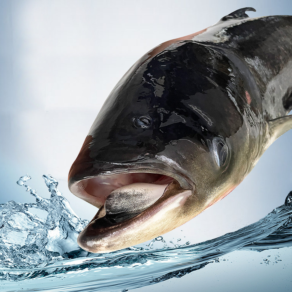 官方正宗淳牌千岛湖有机活鱼打包大头鲢鳙包头淡水鱼类