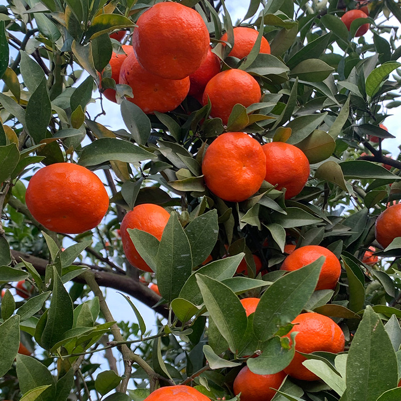万州当季陈皮10斤整箱水果新鲜古红桔子红袍桔子