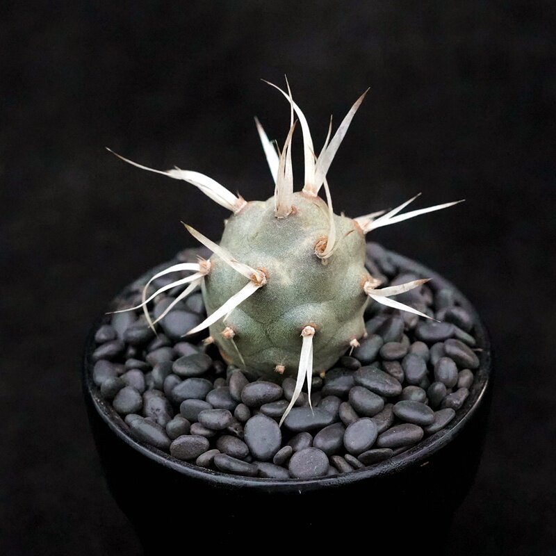 纸刺武藏野多植物团扇仙人掌仙人一物一拍造型多肉植物