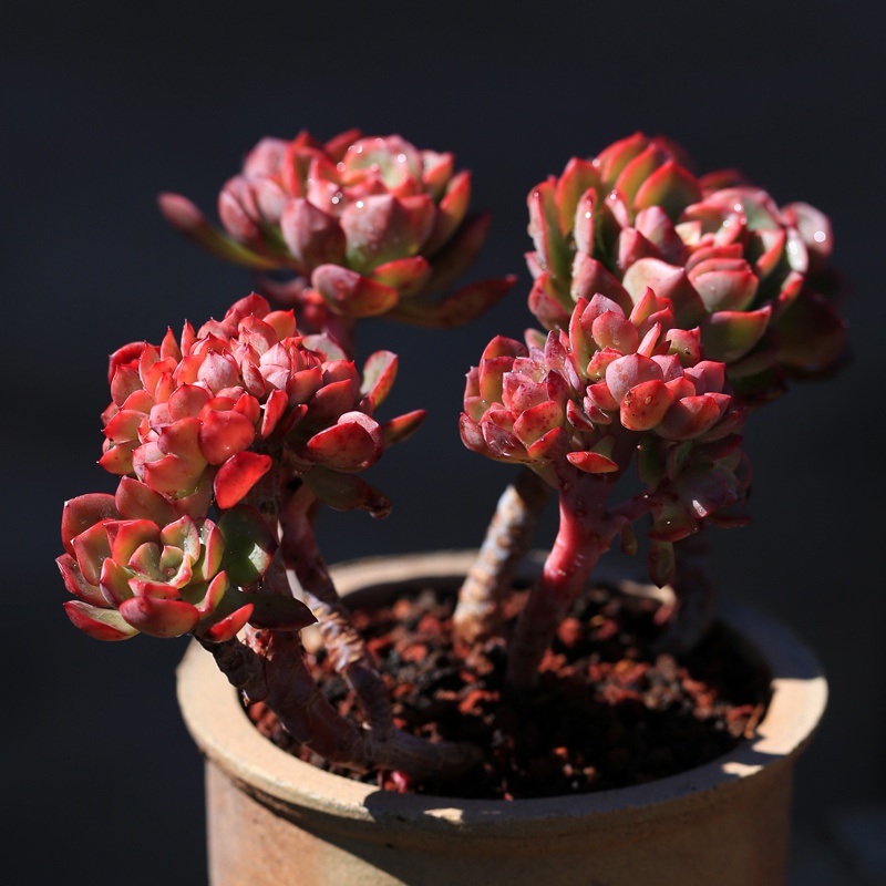 冰灿花园盆栽绿植货肉新品梦想缀化多头老桩多肉植物