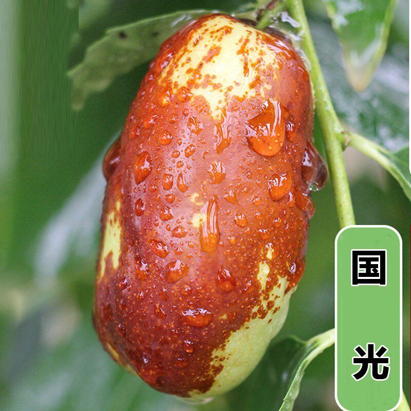 枣树国光大枣南方品种果实超大树苖当年结果果树