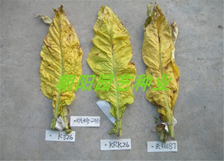 种子烟草云烟雪茄国际高端草种烟叶家庭园艺种子