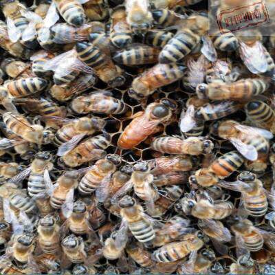意蜂王蜜型高产王意蜂群带箱生产王蜜浆种王定地蜜王产子王产卵王