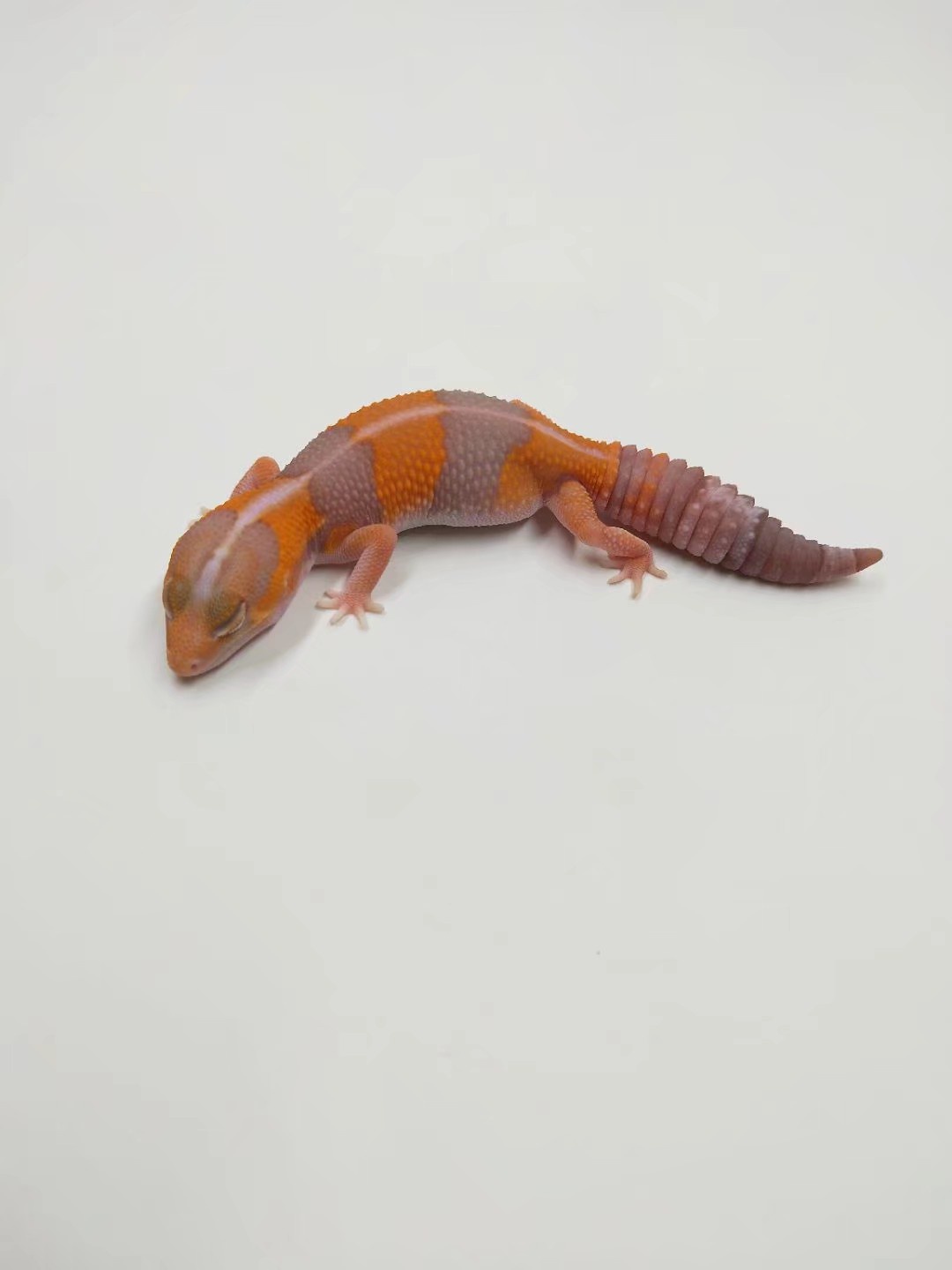 入门肥尾守宫新手懒人爬宠宠物蜥蜴温顺爱奥其他爬虫