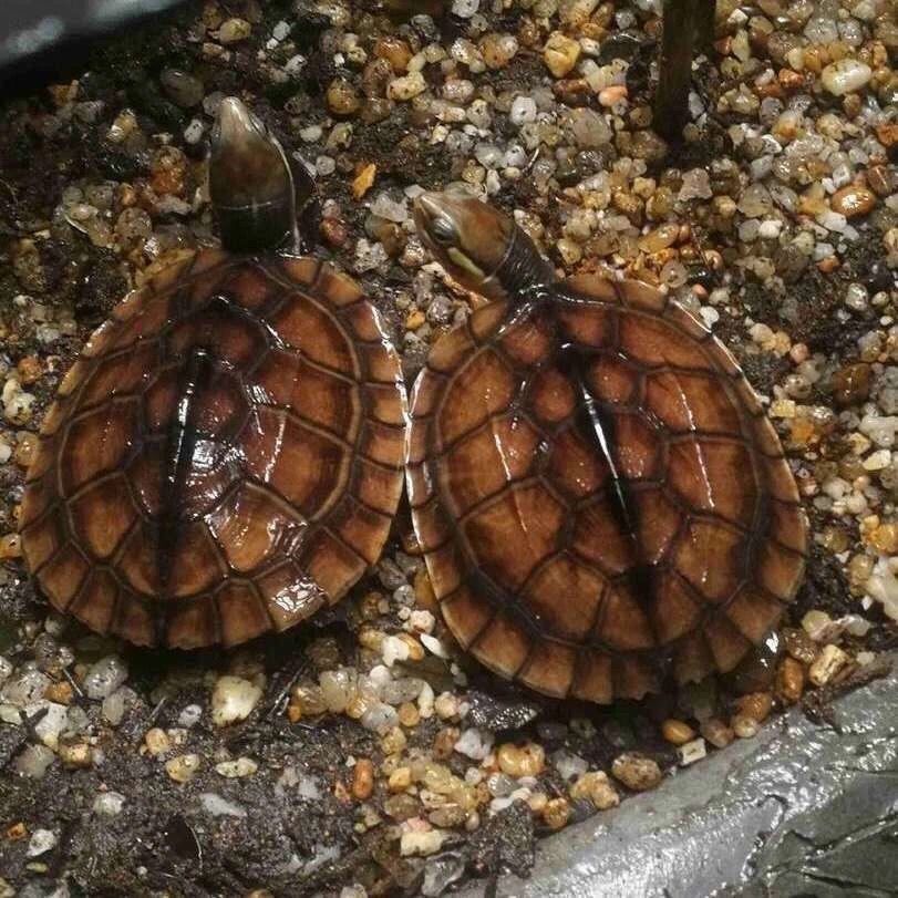 金钱幼龟活龟纯种纯正正南石金钱正宗金线长寿龟