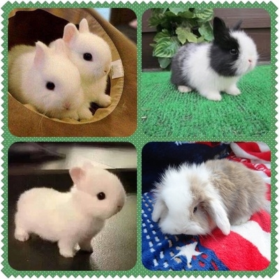 茶杯小白小白兔兔子活物一对好养纯种侏儒宝宝兔