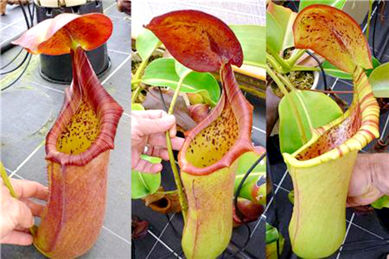 宝特交宝特交鞍型猪笼草食虫植物低地高地品种绿植