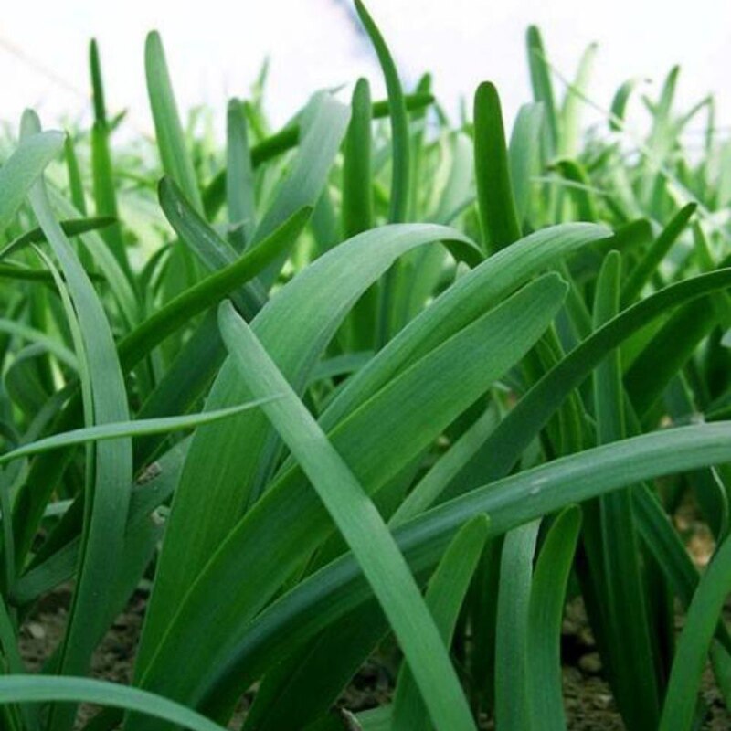 韭菜叶面粗壮嫩又绿防干尖黄叶死苗烂根抗倒伏叶面肥