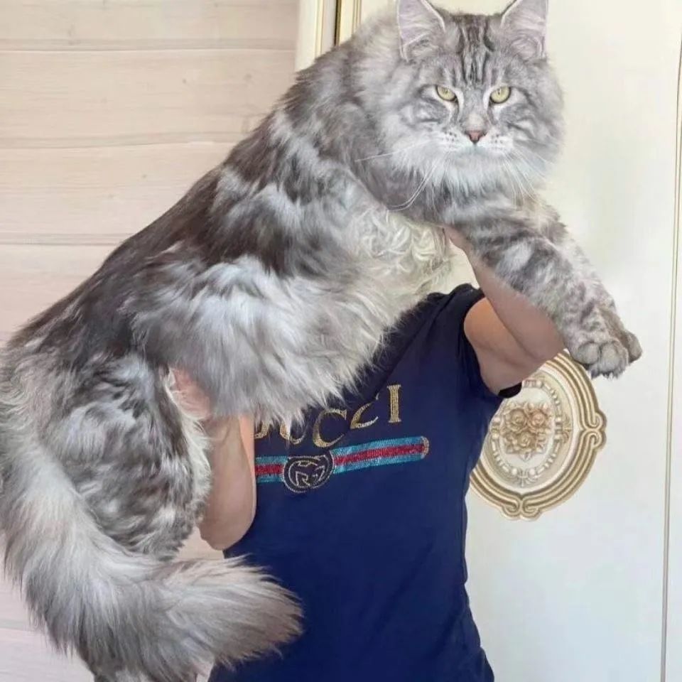 缅因猫幼纯种赛级库恩挪威森林猫黑棕红银虎猫咪